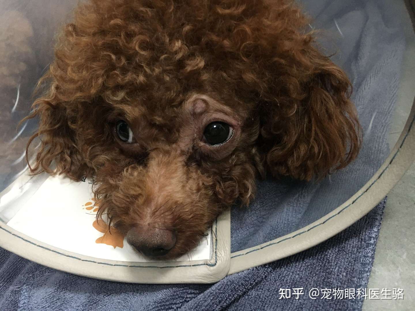 泰迪犬白内障手术治疗 知乎