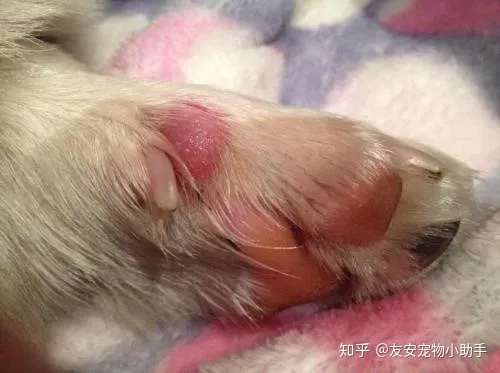 犬猫趾间炎 反复发作怎么办 知乎