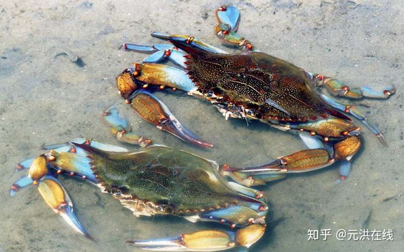 来美国不可错过的蓝蟹美食 知乎