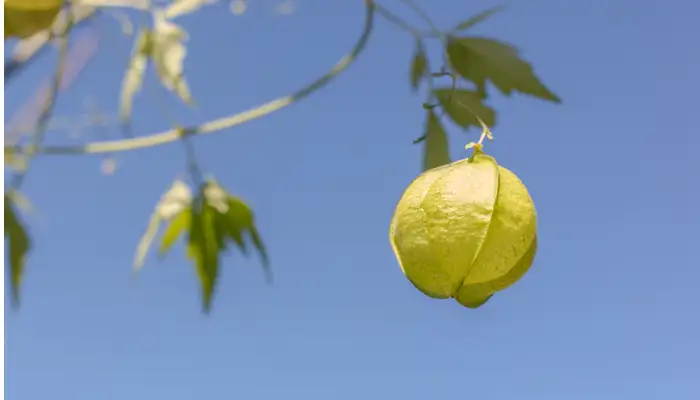 9月中旬诞生花 知乎