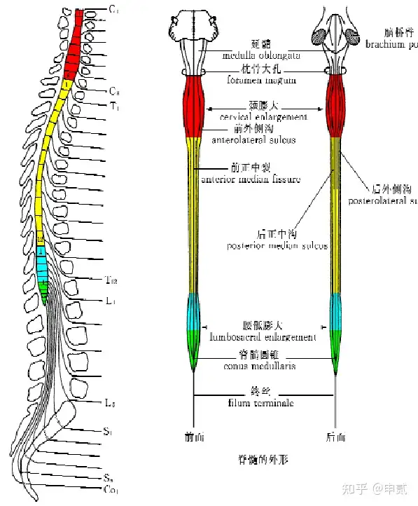 脊髓损伤的康复治疗 知乎