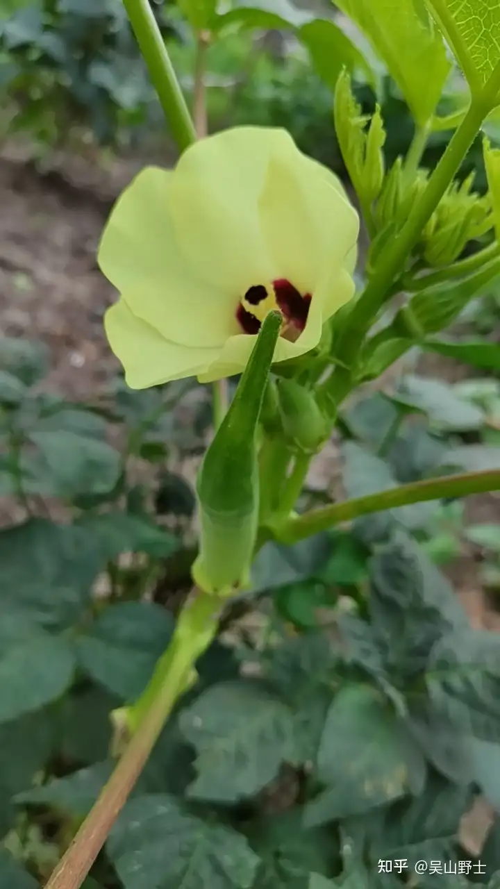 七绝 黄蜀葵 平水韵 知乎
