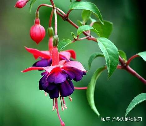 人有冬病夏治 花有 冬花夏养 知乎