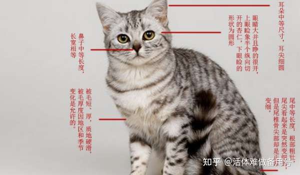美短猫怎么看纯不纯 美短猫种类 知乎
