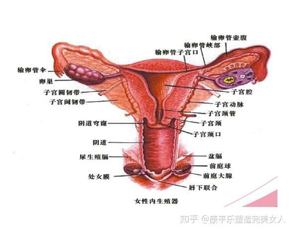 孕15周子宫位置示意图图片