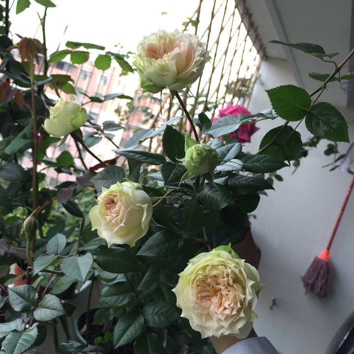 植物种植 为什么真正喜欢养植物的男生比女生多?(图12) 植物种植 为什么真正喜欢养植物的男生比女生多?(图12)