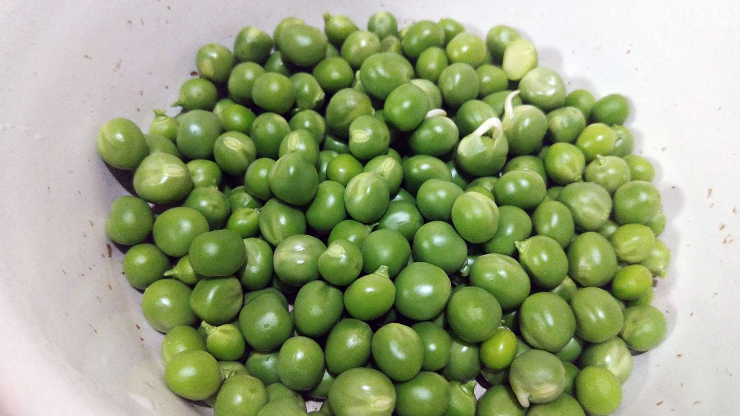 发芽了别丢掉水培种植豌豆实录 知乎