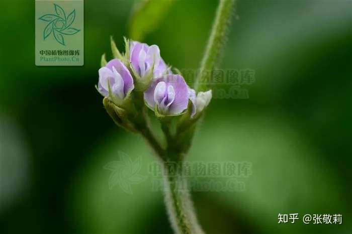 节气物种日历 芒种 大豆 知乎