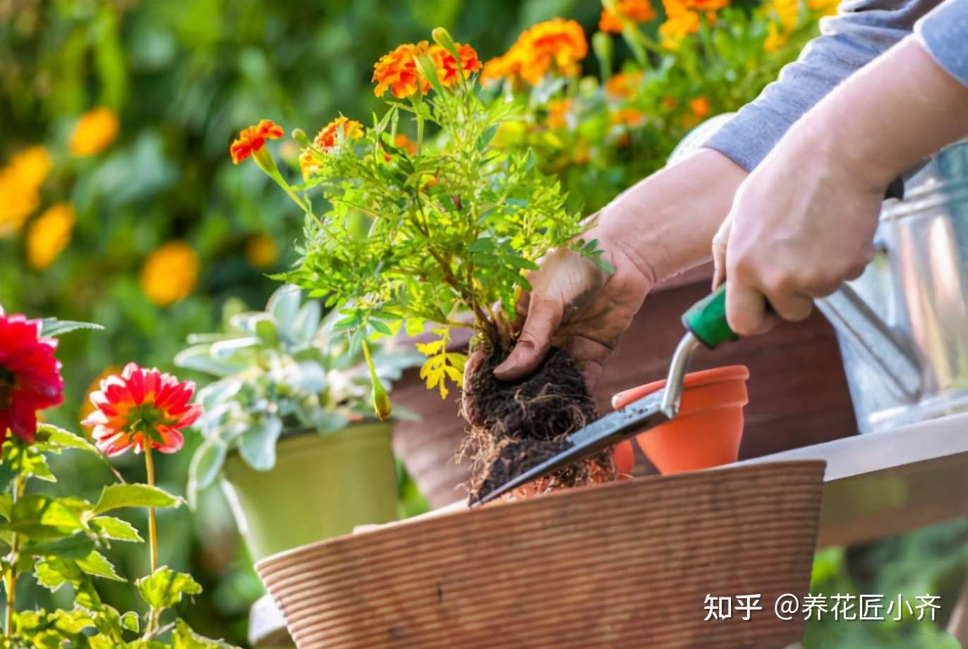 春季给花换土害怕土壤有虫卵 教你4种杀虫 小技巧 很实用 知乎