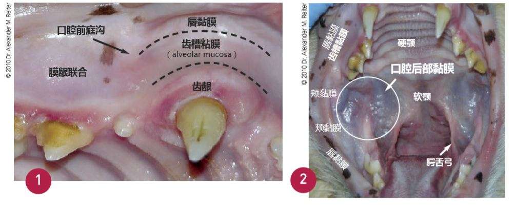 猫口炎 Feline Stomatitis 辨识 认知 控制与治愈 知乎