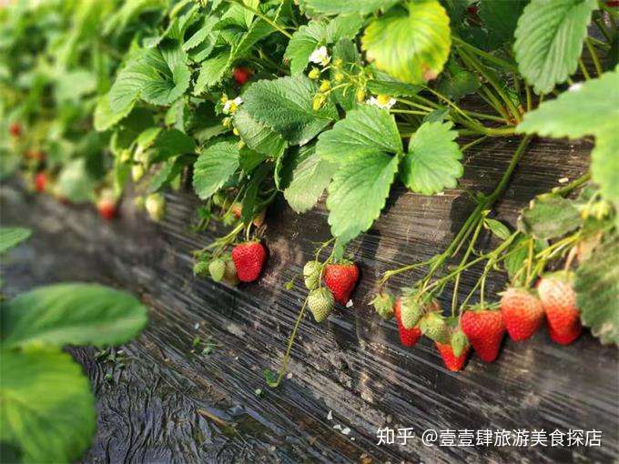 北京通州小程草莓园这诱人的大草莓真是醉了 又酸又甜 卖火啦 知乎