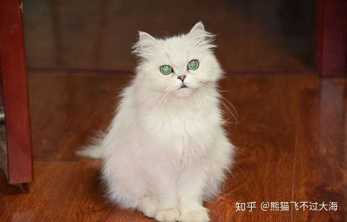 猫不小便也不怎么吃东西 知乎