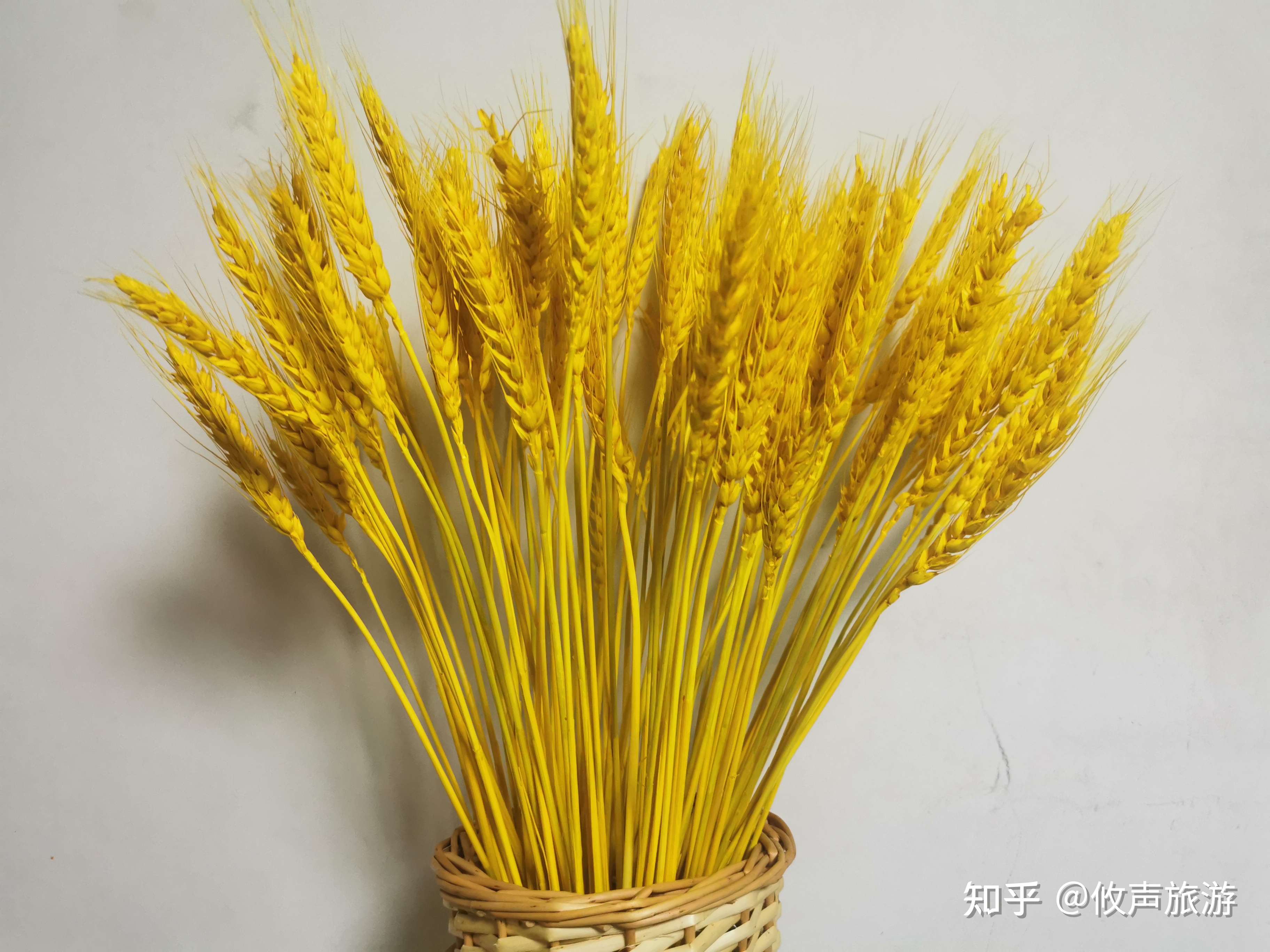 买了一把麦子插了一盆花篮感受丰收的喜悦