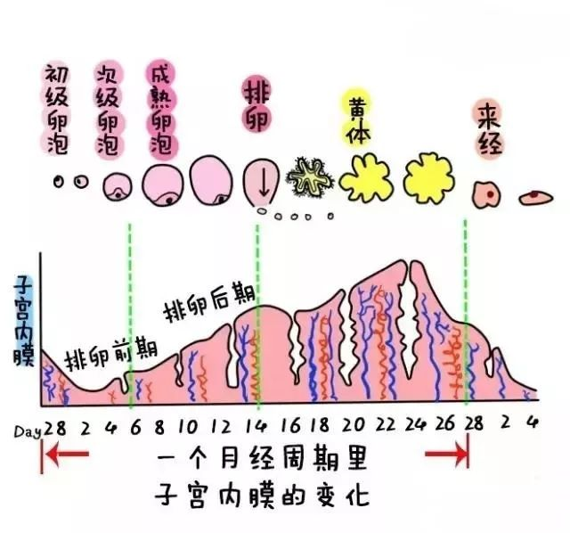 是什么原因导致子宫内膜薄无法怀孕?插图 v2-9f47b07cb23987532241cf4a5f5ee51b_720w.png插图