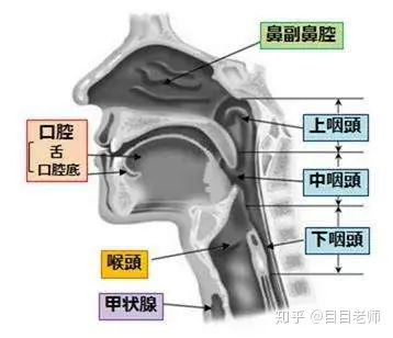 从低到高依次是:胸腔共鸣,喉腔共鸣,口腔共鸣,咽腔共鸣,鼻腔共鸣,头腔