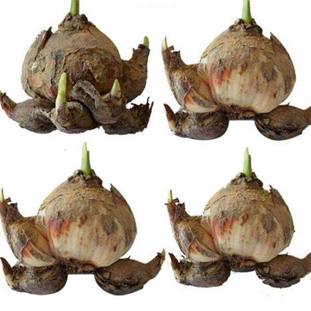 水培水仙养护技巧 从选购到上盆 从发芽到开花 超级实用 知乎