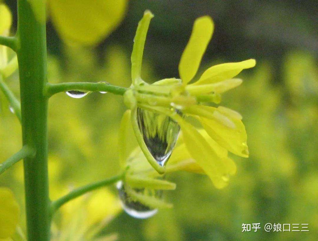 从俳句中的季语看日本的春天 知乎