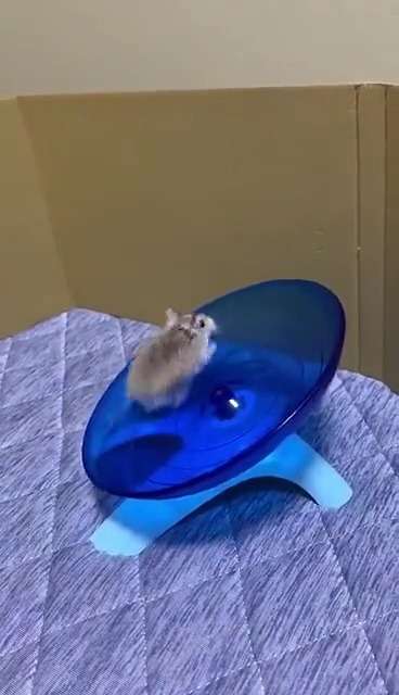 仓鼠为什么要跑轮?