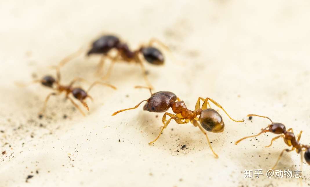 行军蚁能用来消灭入侵蚁种吗 入侵蚁种没消灭 行军蚁先内讧了 知乎