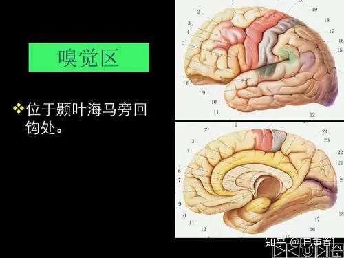 大脑中颞叶和海马体的作用是什么