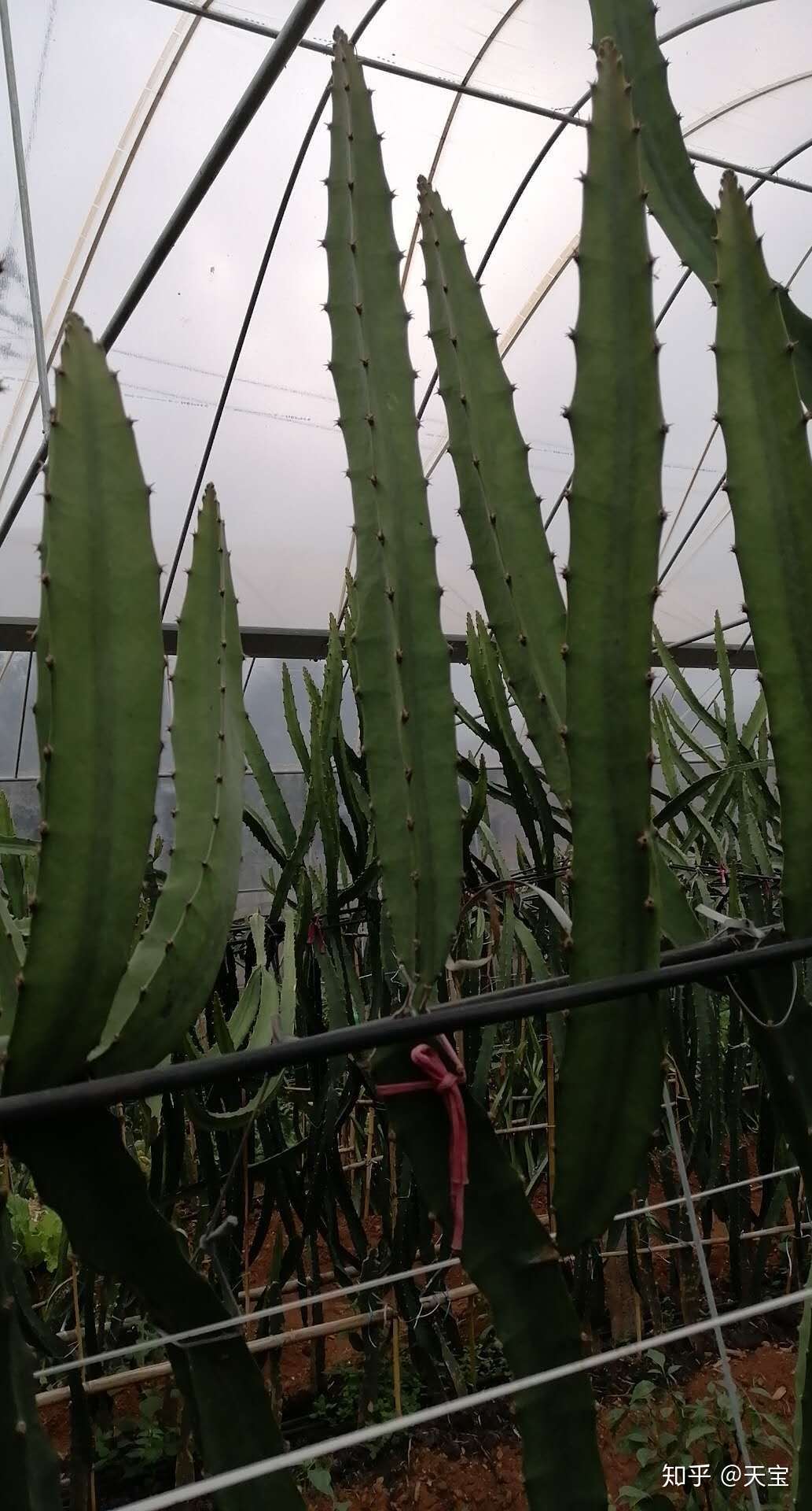 一,种苗… - 知乎