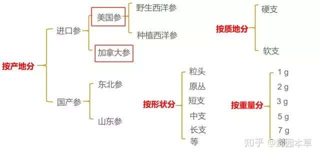 西洋參国产vs进口鉴别 有图有真相 知乎