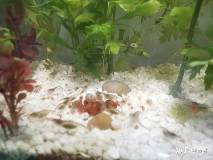 黑壳虾是怎么抱卵的?