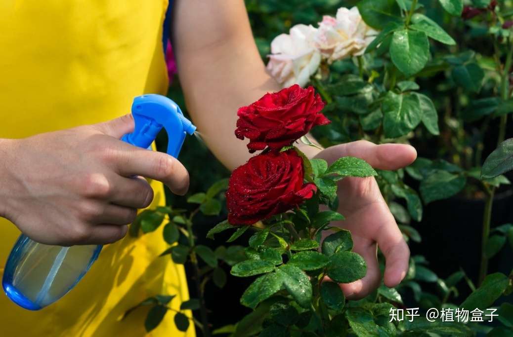 植物繁殖的7种方式 让你快速拥有一个大花园 知乎