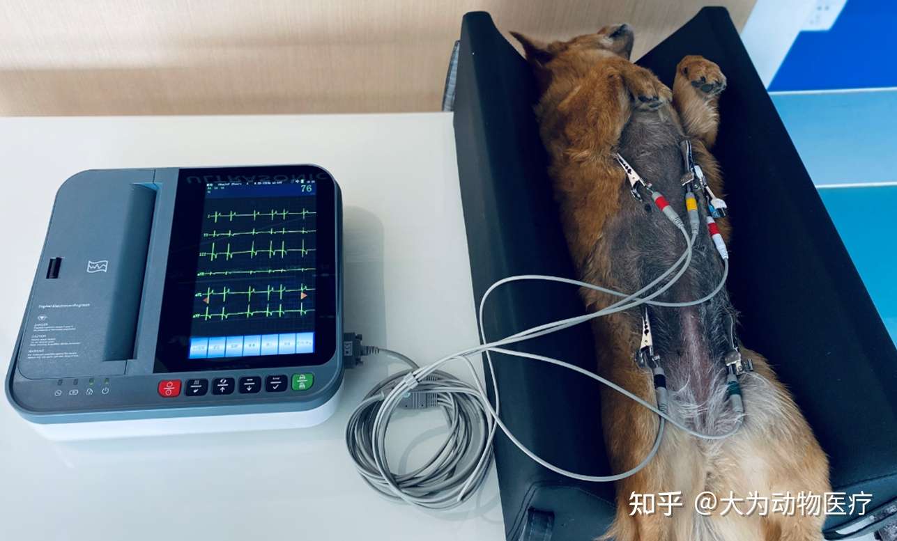 动物心电图机宠物心电图机 知乎