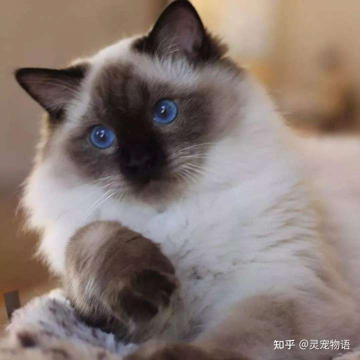 新手养猫喜马拉雅猫根本常识