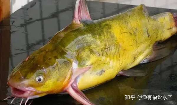 黄颡鱼腹水病如何解决 知乎