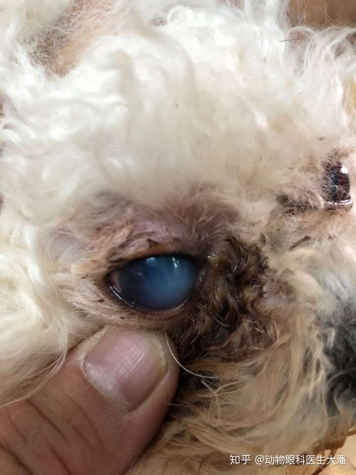 狗这是怎么了 眼睛发白?