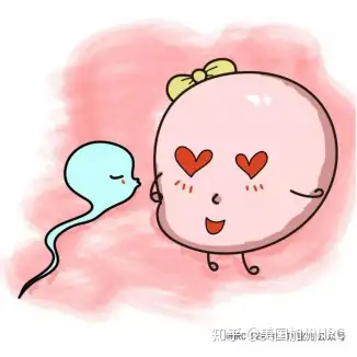 与精子相遇,相爱,并结合孕育出了新生命,真是幸福死了