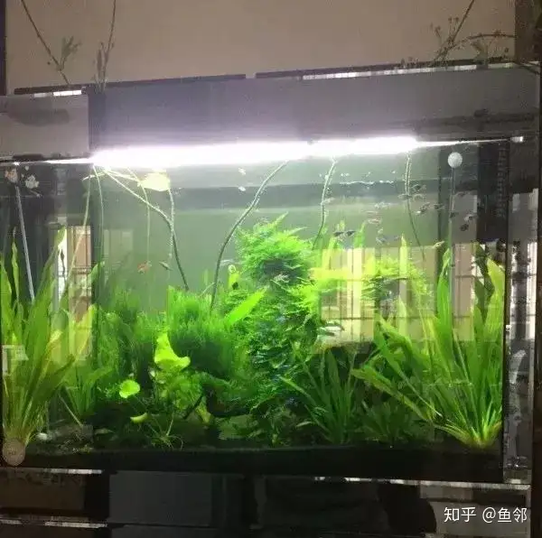 水草养着养着就发黄 好难搞哦 知乎 水草养着养着就发黄 好难搞哦 知乎