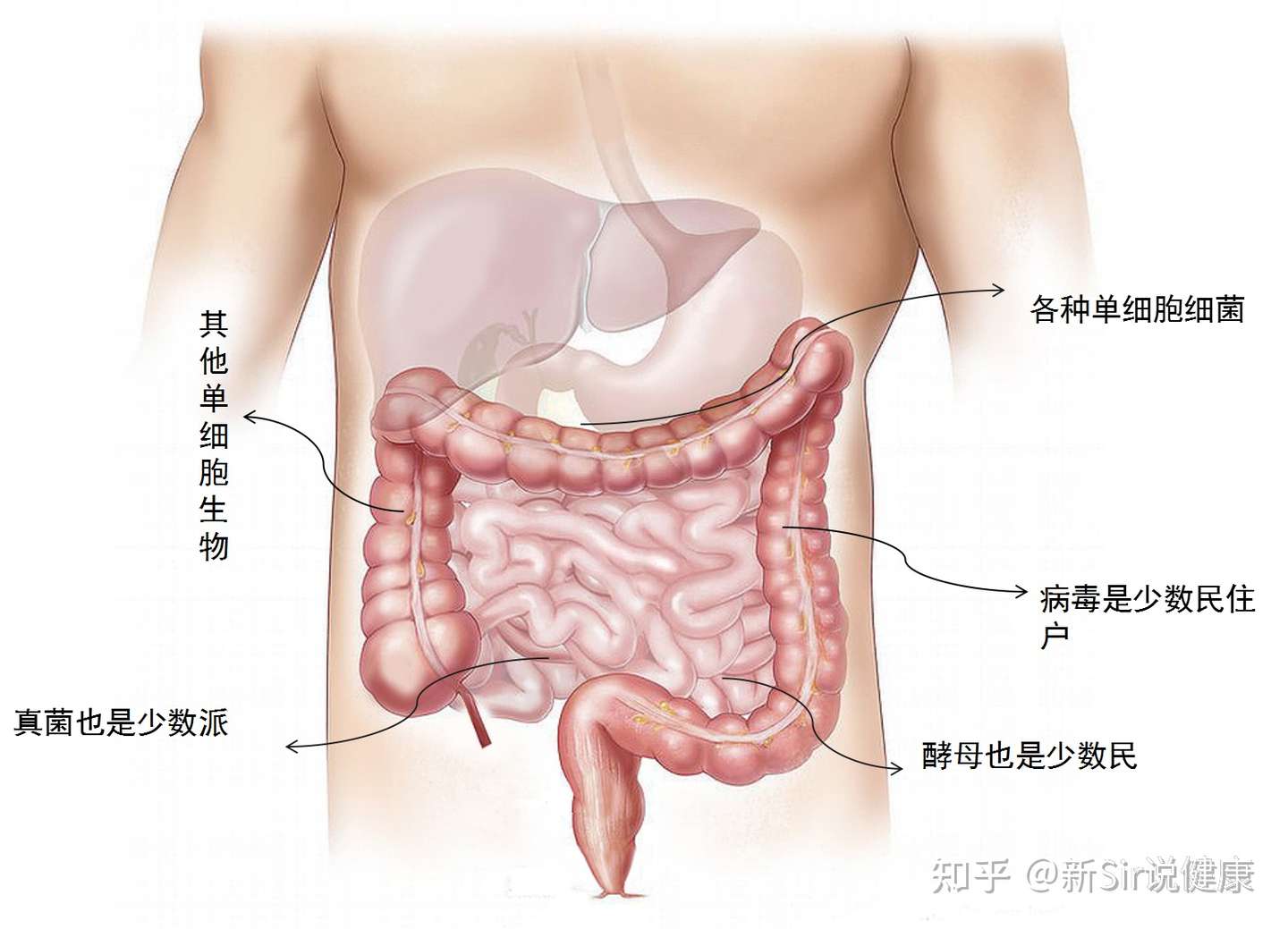 益生菌不解之谜 7 你得了解下肠道的小心思 知乎