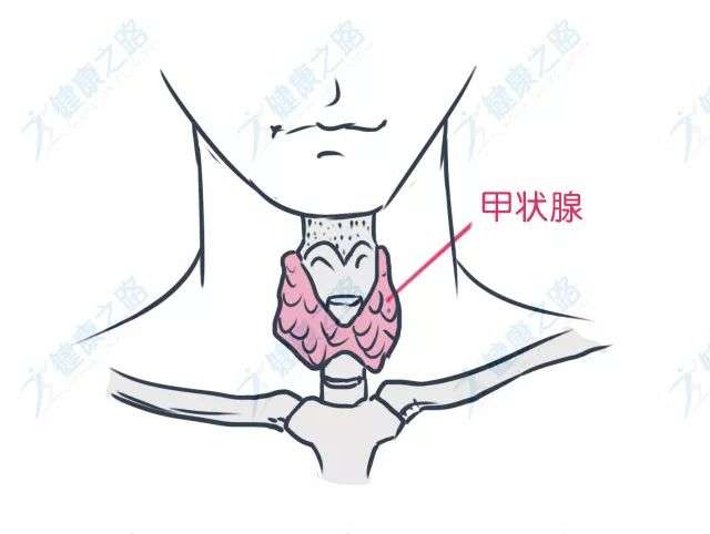 甲状腺峡部结节 知乎