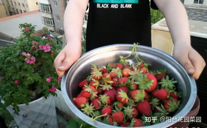 盆栽草莓，2个小技巧要会，草莓个大味甜，产量高，没有畸形果（家里种草莓怎么养）满满干货