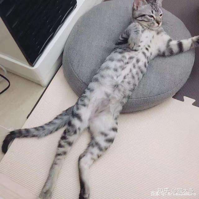 到底什么是纯种猫 纯种猫和非纯种猫区别是什么 知乎