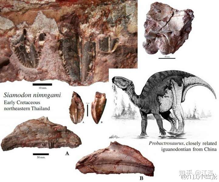 泰国发现最完整食肉恐龙化石 我们看后笑啦 知乎