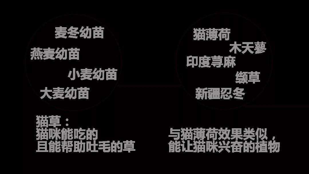 猫的精神食粮 知乎