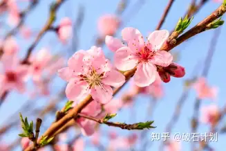 小学必背古诗篇之《江畔独步寻花》（江畔独步寻花的古诗视频）