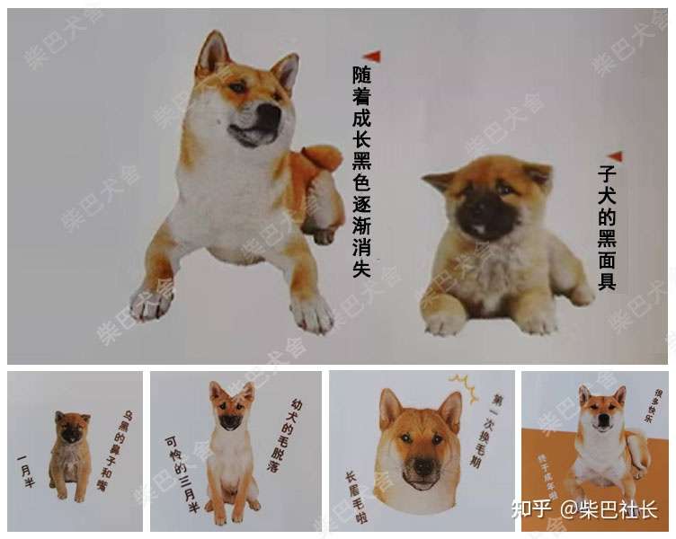赤色纯血统柴犬成长过程 满满的干货 避免入坑看这篇文章足够 知乎