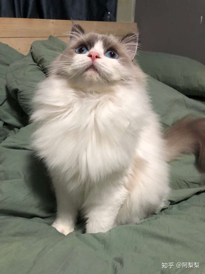 4000元能买到什么品相的布偶猫?