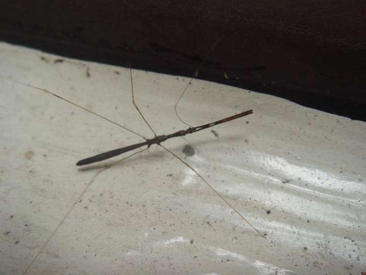 昆虫界的偷袭能手——蚊猎蝽