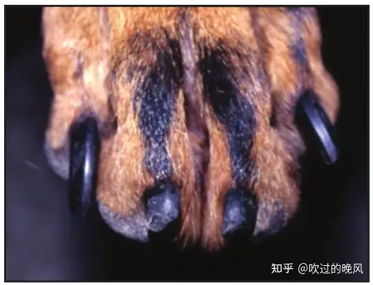 犬甲状腺机能减退 知乎