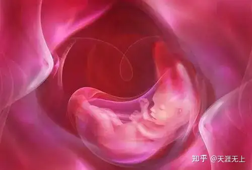 成都借卵价格（揭露显微镜下试管婴儿全过程！）