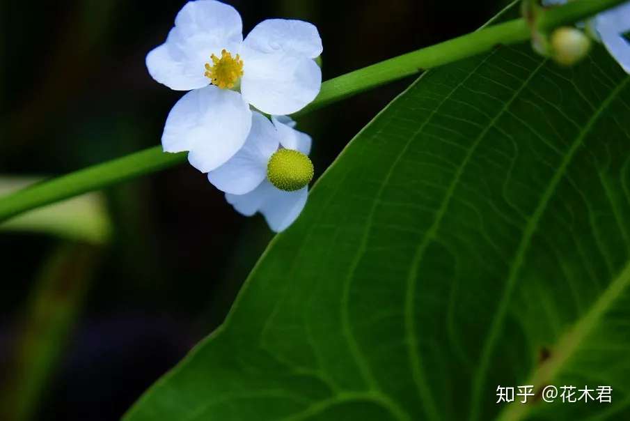 国家 级濒危植物 北方特有的慈姑属物种 浮叶慈姑 知乎