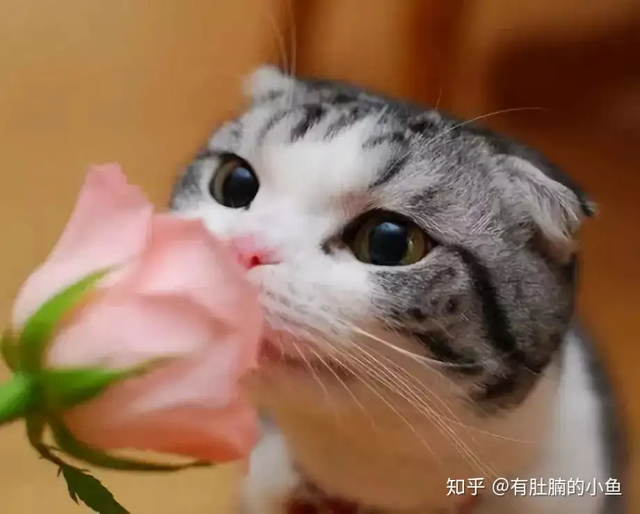 养护技巧 你的猫咪花痴可以 吃花可不行奥 扩散 让更多人知道 知乎