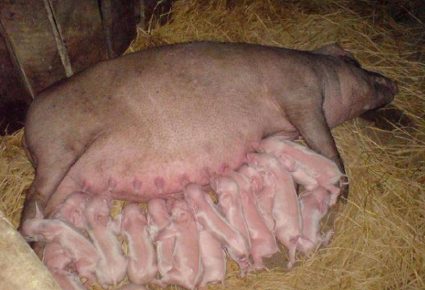 在所有哺乳類動物中,為什麼只有牛的乳汁成了人類社會中最常見的食品?