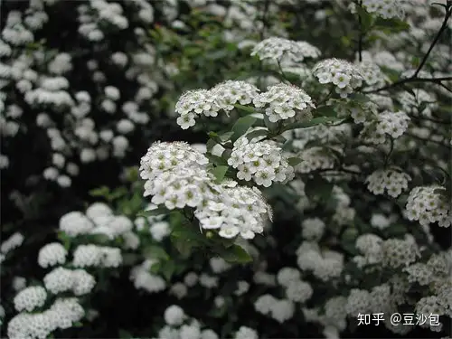 常见开白花植物 知乎